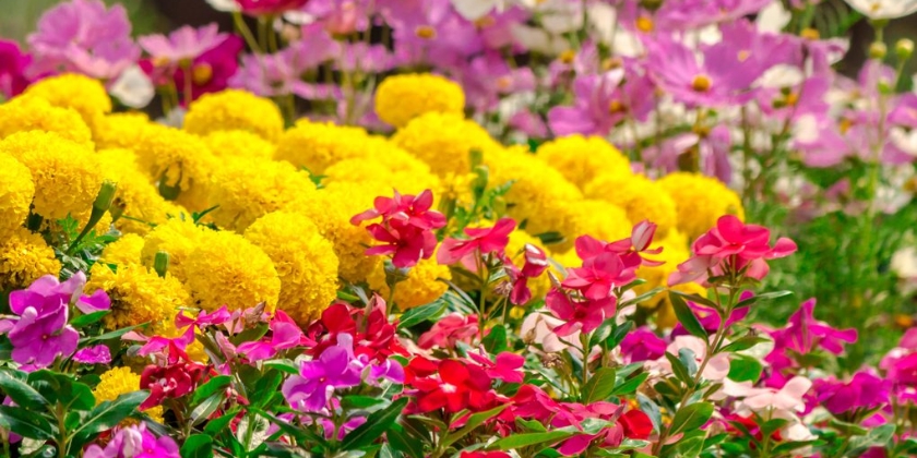 Byliny w ogrodzie - popularne gatunki, pielęgnacja, stanowisko