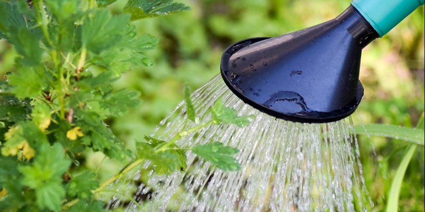 Sprawdzone sposoby na ręczne podlewanie ogrodu