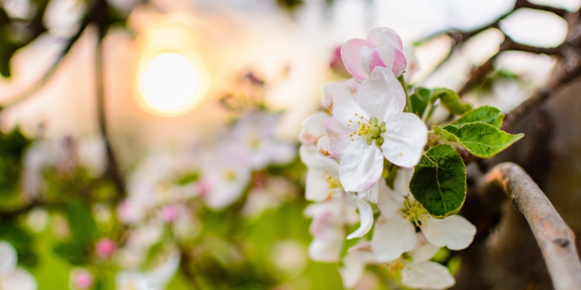 Szczepienie drzew owocowych – co to jest, jakie są metody i terminy?