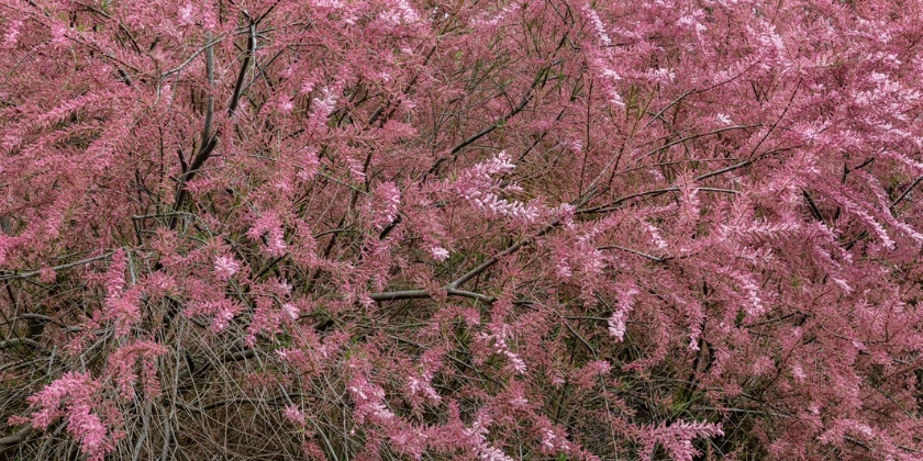 Tamaryszek w ogrodzie - jak prawidłowo uprawiać i przycinać tamaryszki?