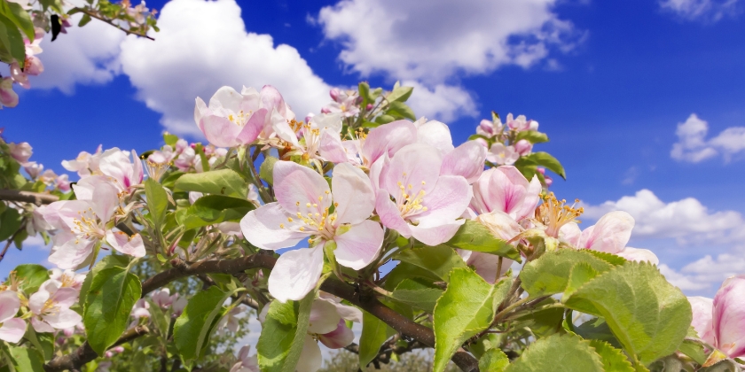 Odmiany jabłek – jak je rozpoznać i wykorzystać na co dzień?