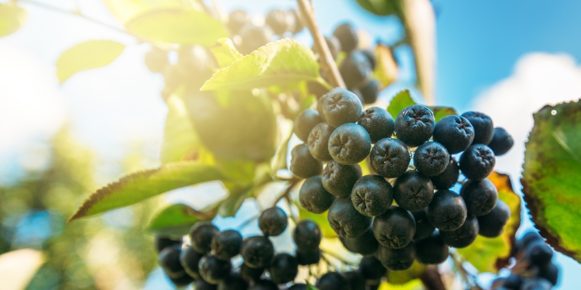 Jak uprawiać i kiedy zbierać aronię?