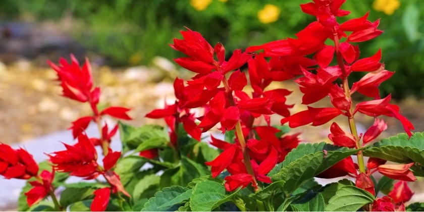 Szałwia błyszcząca - uprawa, pielęgnacja, odmiany