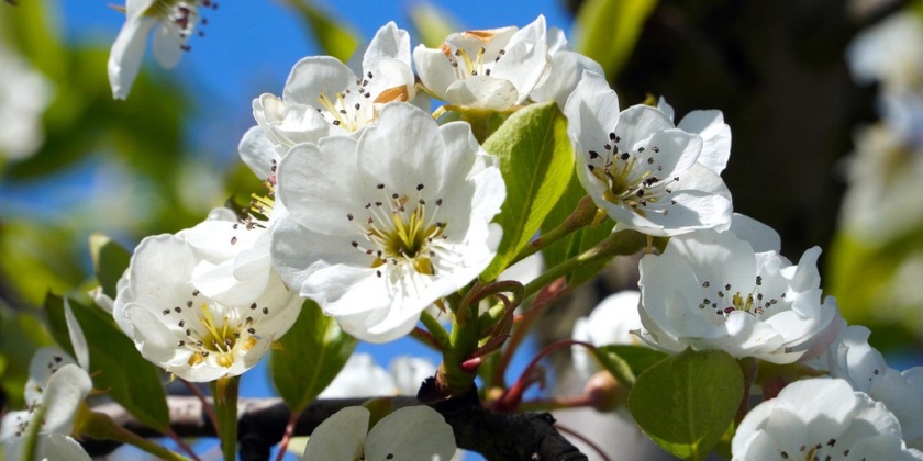Kiedy i jak przycinać drzewka jabłoni?