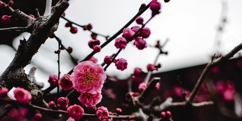 Coroczne przycinanie śliwy - jak i kiedy powinniśmy pielęgnować nasze drzewka?