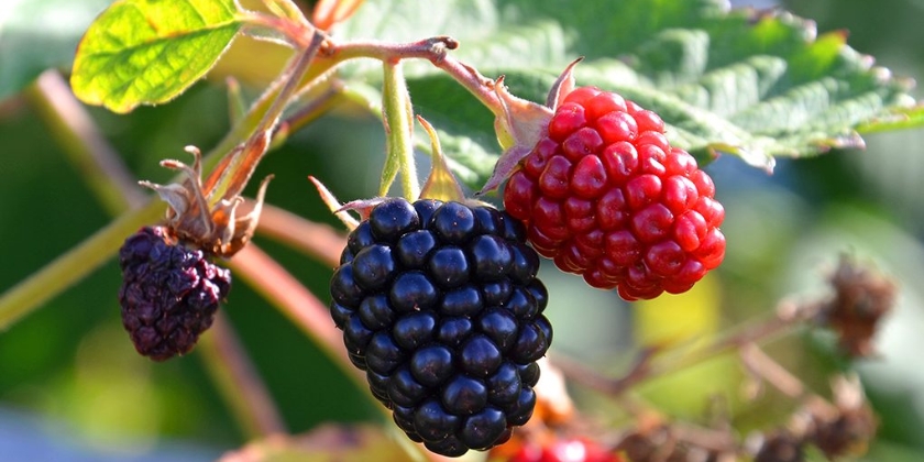 Sadzenie jeżyn - termin, uprawa, pielęgnacja i wymagania