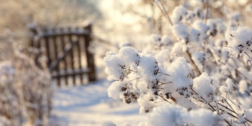 Kiedy należy bielić drzewa i w jakim celu?