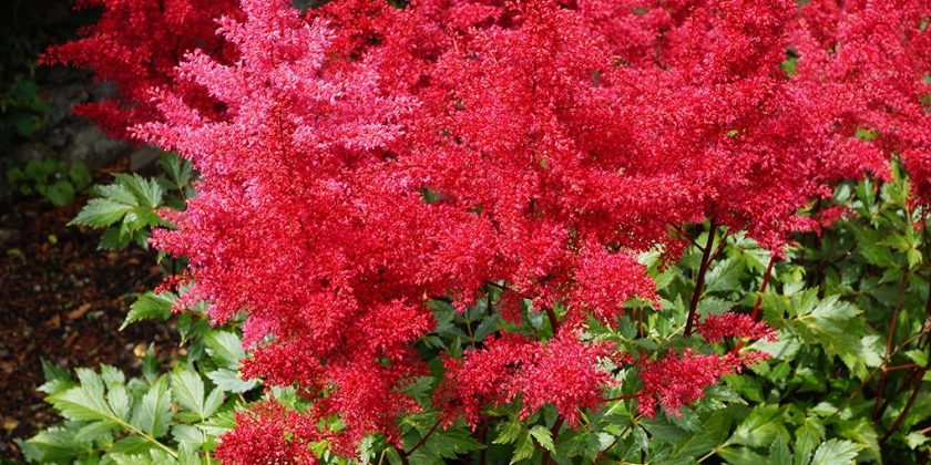 Tawułki arendsa - uprawa i pielęgnacja