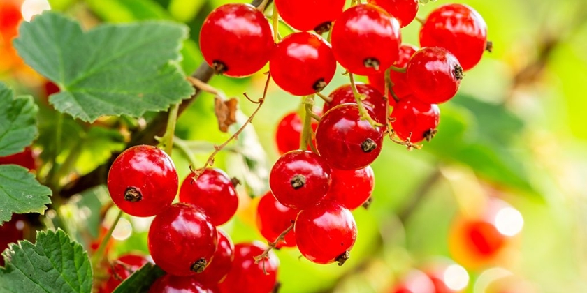 Sadzenie porzeczek - termin i pielęgnacja krzewów