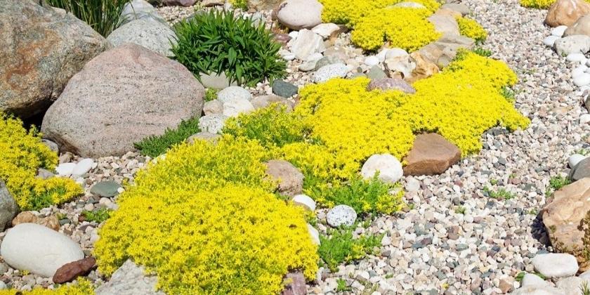Jak urządzić skalniak w przydomowym ogrodzie? Praktyczne porady