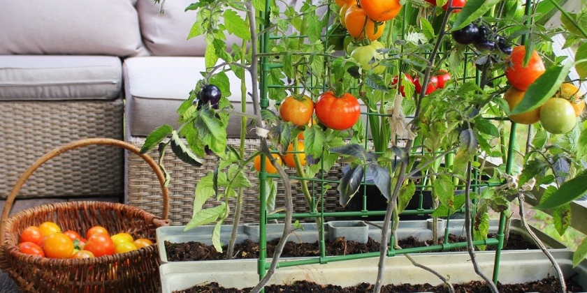 Warzywniak w skrzyniach - jak go założyć i uprawiać rośliny?