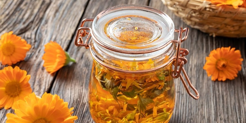 Nagietek lekarski - jak go uprawiać? Jakie ma zastosowania?