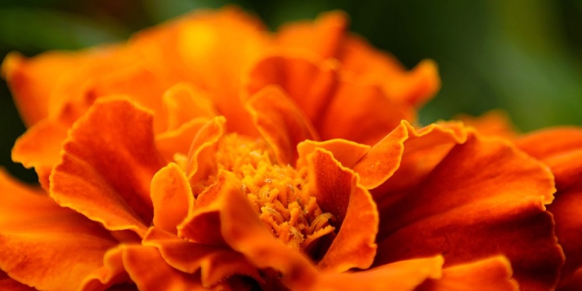 Uprawa aksamiki rozpierzchłej - wymagania, stanowisko, pielęgnacja