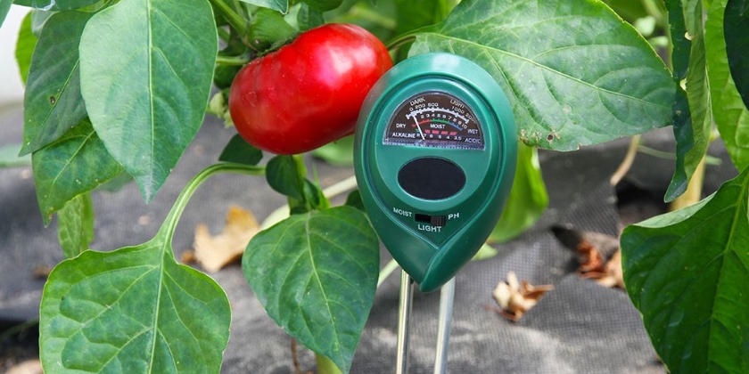 Jak zakwasić glebę domowymi sposobami?