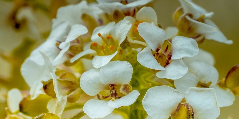 Smagliczka nadmorska - wysiew, wymagania, pielęgnacja