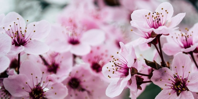 Cięcie wiśni - jak i kiedy należy to robić?