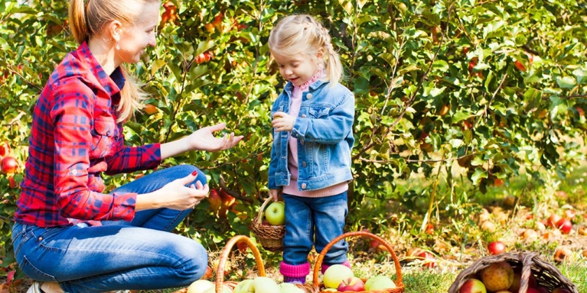 Jak i kiedy sadzić jabłonie?