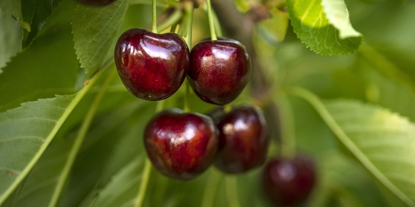 Jak i kiedy sadzić wiśnię?