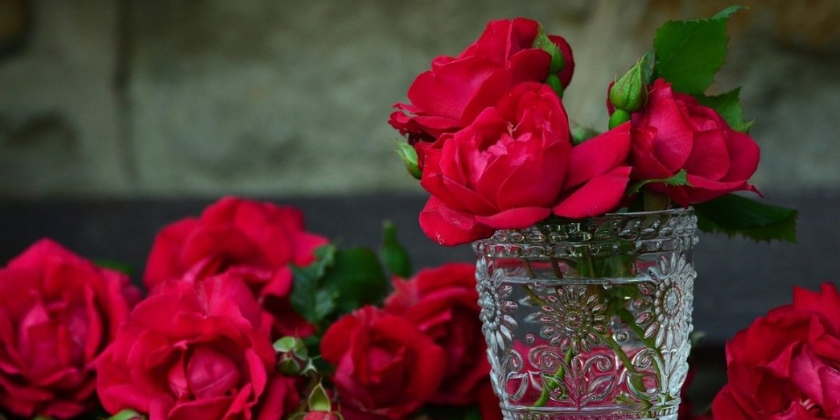 Sadzenie róż - terminy, wymagania, pielęgnacja