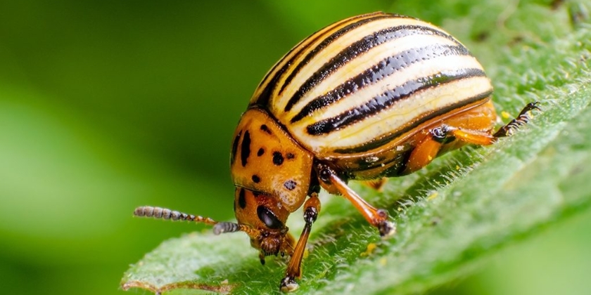 Oprysk na stonkę - ekologiczny czy chemiczny? Co wybrać i kiedy stosować?