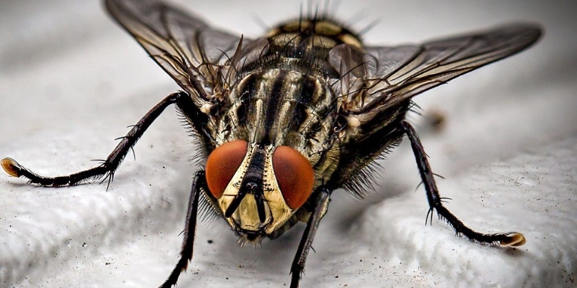 Jak pozbyć się much z ogrodu?