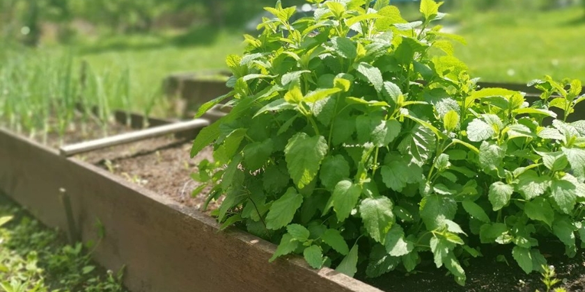 Podwyższone grządki - porządek w ogrodzie i wyższe plony warzyw