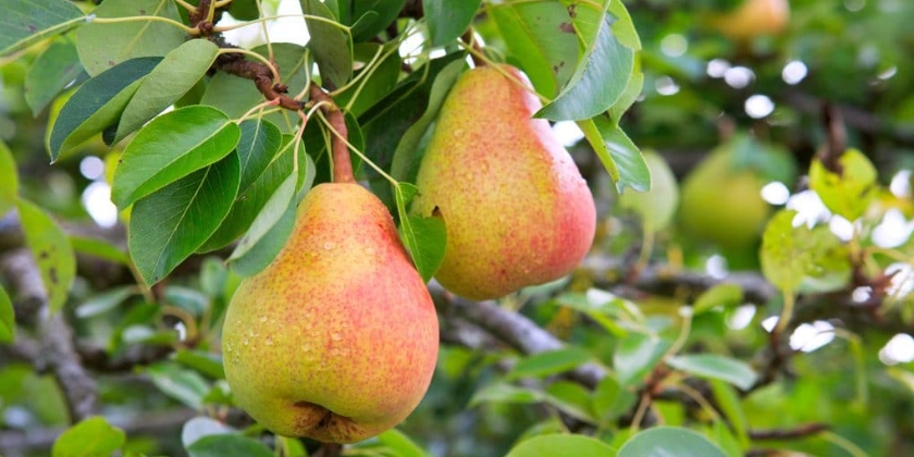 Zadbaj o gruszę - kiedy i jak przycinać drzewa owocowe?