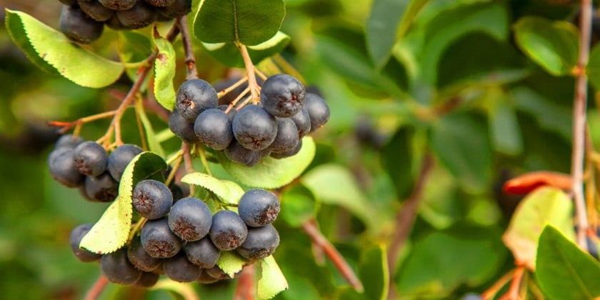 Cięcie aronii - dlaczego warto to robić? Jak i kiedy przycinać krzew?