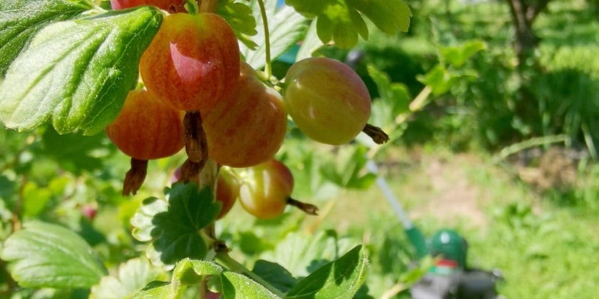 Kiedy i jak warto przycinać agrest?