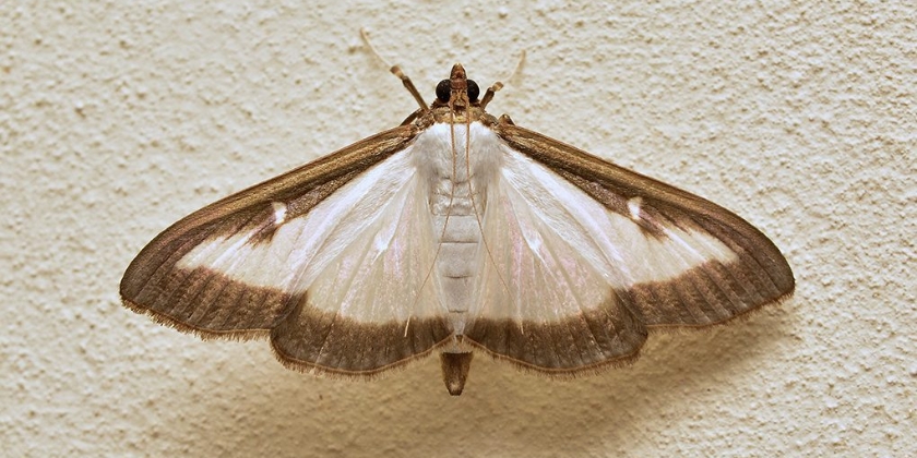 Ćma bukszpanowa - oprysk ekologiczny czy środek chemiczny? Jak skutecznie zwalczać larwy szkodnika?