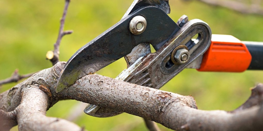 Jak krok po kroku przycinać morele?