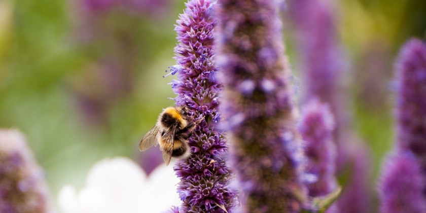 Kłosowiec fenkułowy i meksykański - jak uprawiać je w ogrodzie?