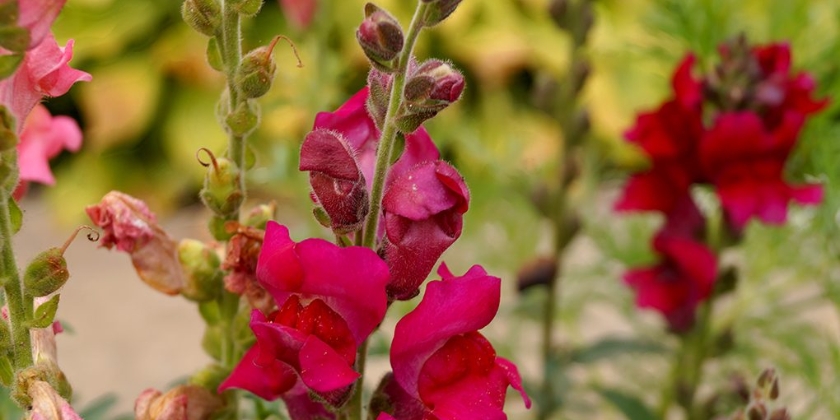 Lwie paszcze - jak uprawiać i pielęgnować?