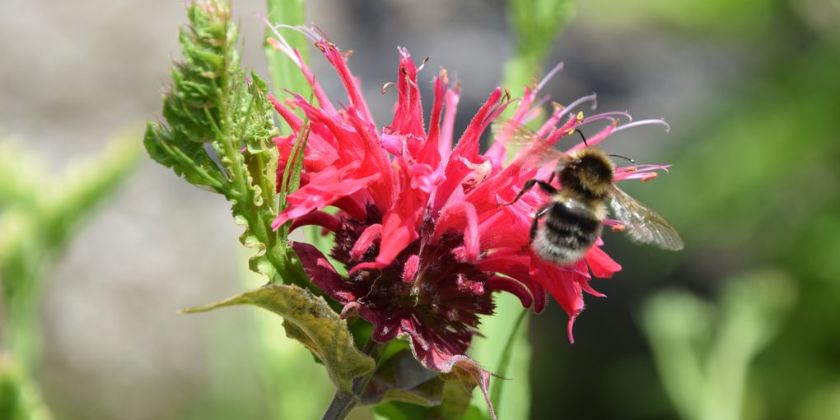 Pysznogłówka - odmiany, sadzenie, pielęgnacja, wymagania