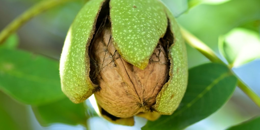 Orzech włoski - sadzenie, wymagania, pielęgnacja