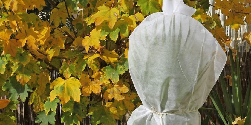 Kiedy i czym okrywać rośliny na zimę?