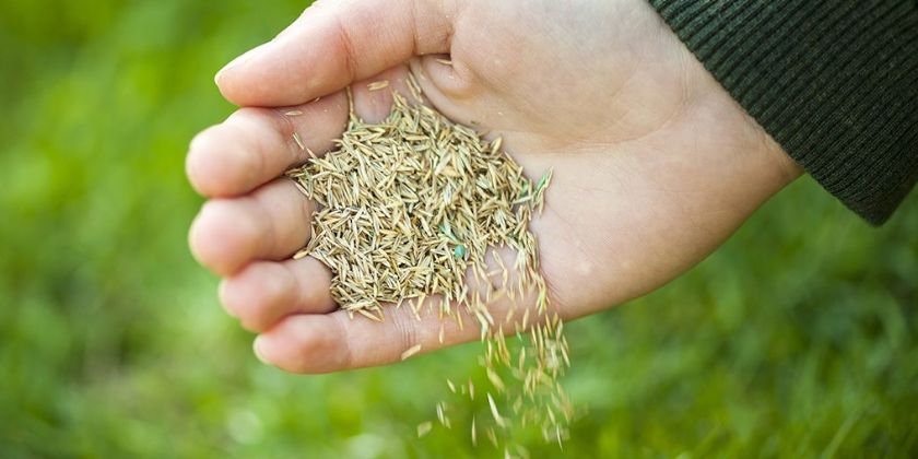 Zakładanie trawnika krok po kroku