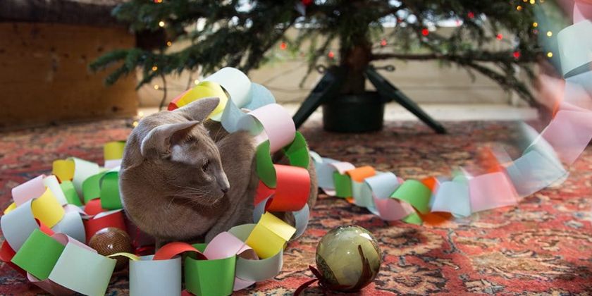 Jak zrobić ozdoby na choinkę - naturalne bombki, papierowe łańcuchy?