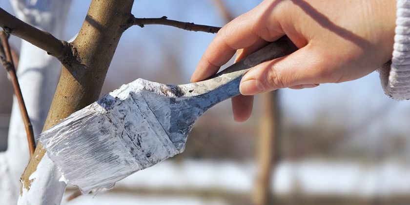 Zima w ogrodzie - czas porządków i przygotowań do wiosny
