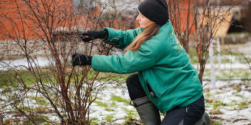 Styczeń w ogrodzie - jak dbać o rośliny i przygotować się na przyjście wiosny?