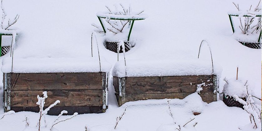 Grudzień w ogrodzie - jak chronić rośliny w trakcie zimy?