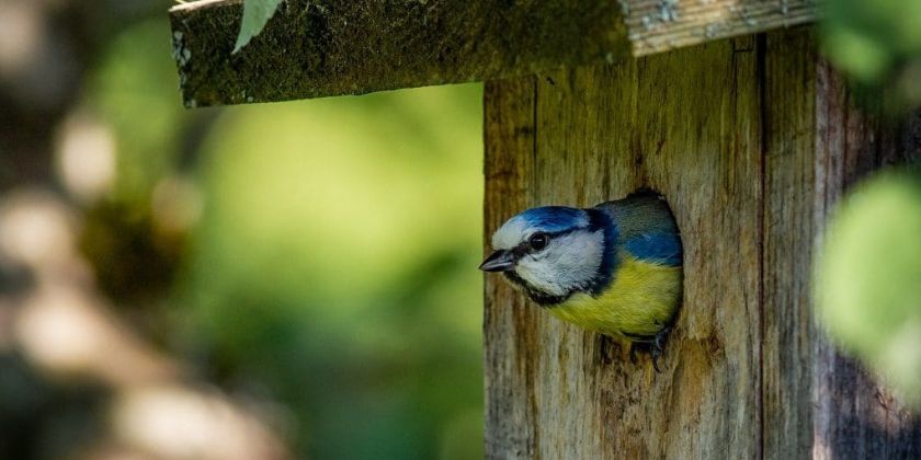 Jak zrobić budkę dla ptaków krok po kroku?