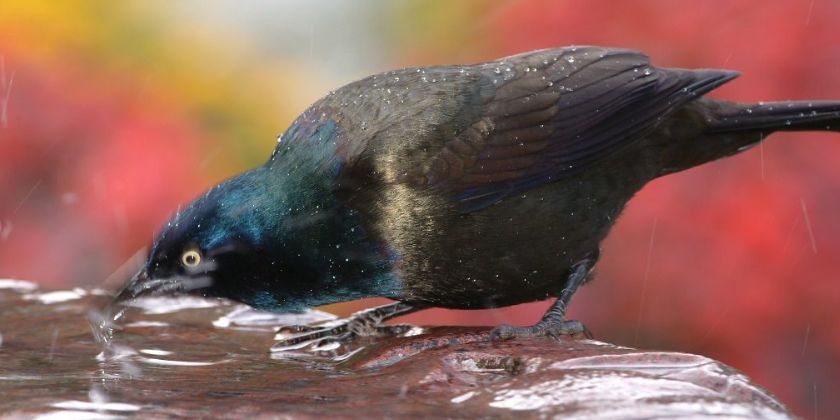 Jak zrobić własnoręcznie poidełko dla ptaków? Praktyczne porady