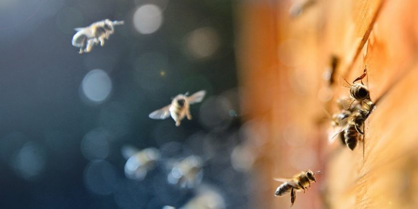 Jak zbudować ul? Poradnik