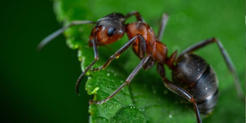 Jak i kiedy wykonać oprysk na mrówki?