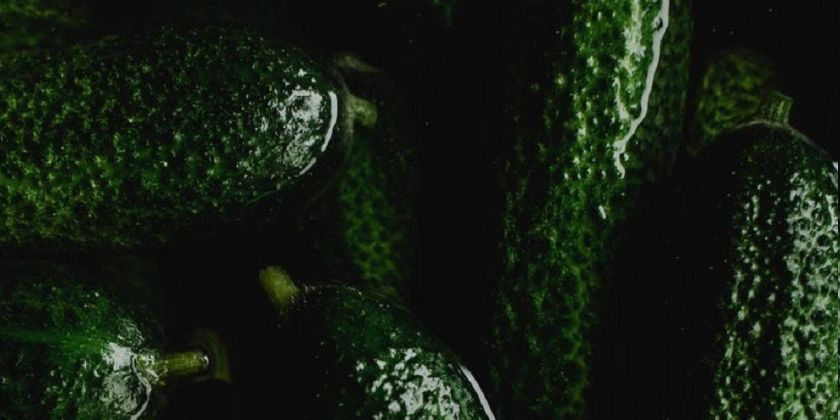 Jak i kiedy sadzić ogórki gruntowe? Cenne wskazówki