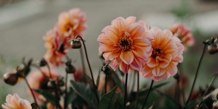 Sadzenie dalii w gruncie i w donicach - co wybrać?