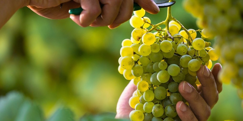 Jak i kiedy przycinać winogrona? Latem czy jesienią?
