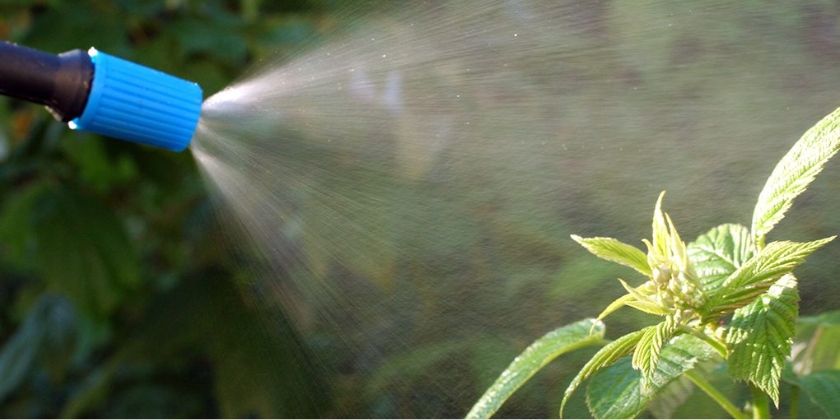 Oprysk na chwasty - sposoby na pozbycie się niechcianych roślin