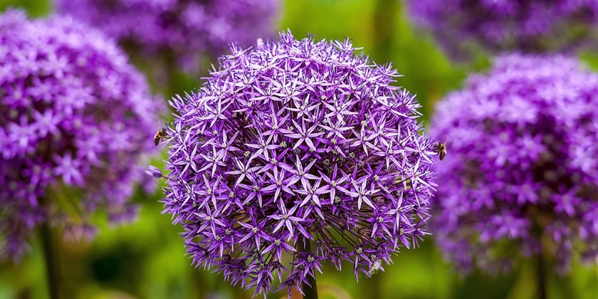 Czosnek ozdobny - uprawa, wymagania, pielęgnacja